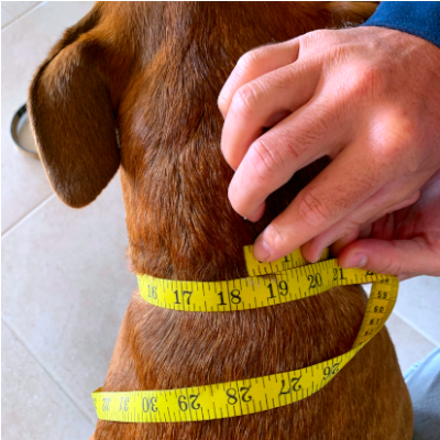 Personalized Leather Cat Collar in Full Grain Leather Engraved Info on Light Weight Aluminum Plate